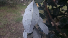 Feijoa sellowiana