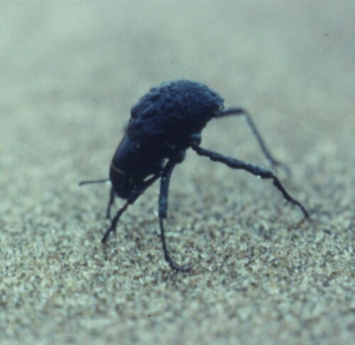Black Fogbasking Namib Darkling (Onymacris unguicularis) · iNaturalist
