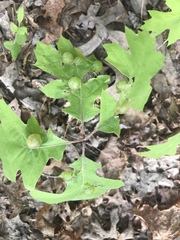 Dryocosmus quercuspalustris