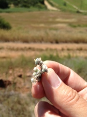 Stylocline gnaphaloides