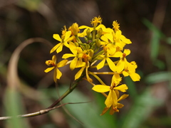 Epidendrum melinanthum