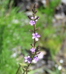 Buchnera floridana