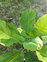 Magnolia macrophylla ashei