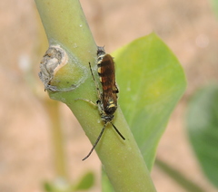 Campsomeriella