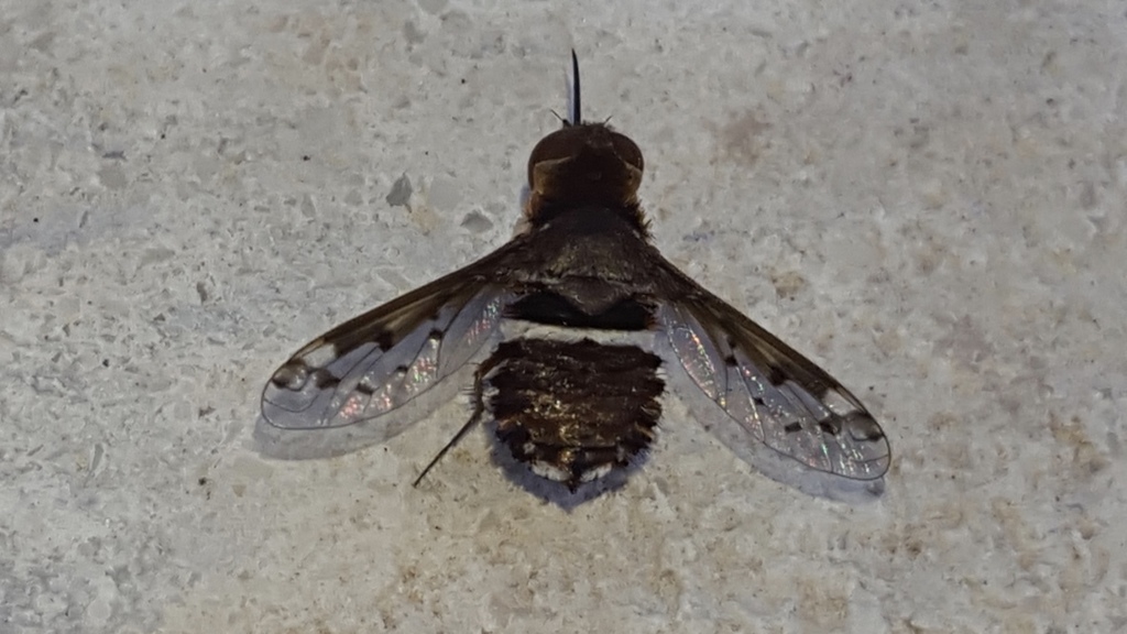 Lepidanthrax sonorensis