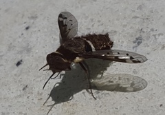 Lepidanthrax sonorensis