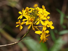 Epidendrum melinanthum