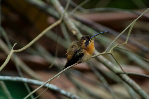 Little Hermit (Phaethornis longuemareus)