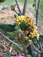Magnoliopsida