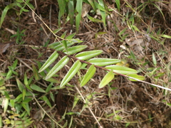 Epidendrum melinanthum