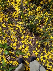 Handroanthus chrysanthus