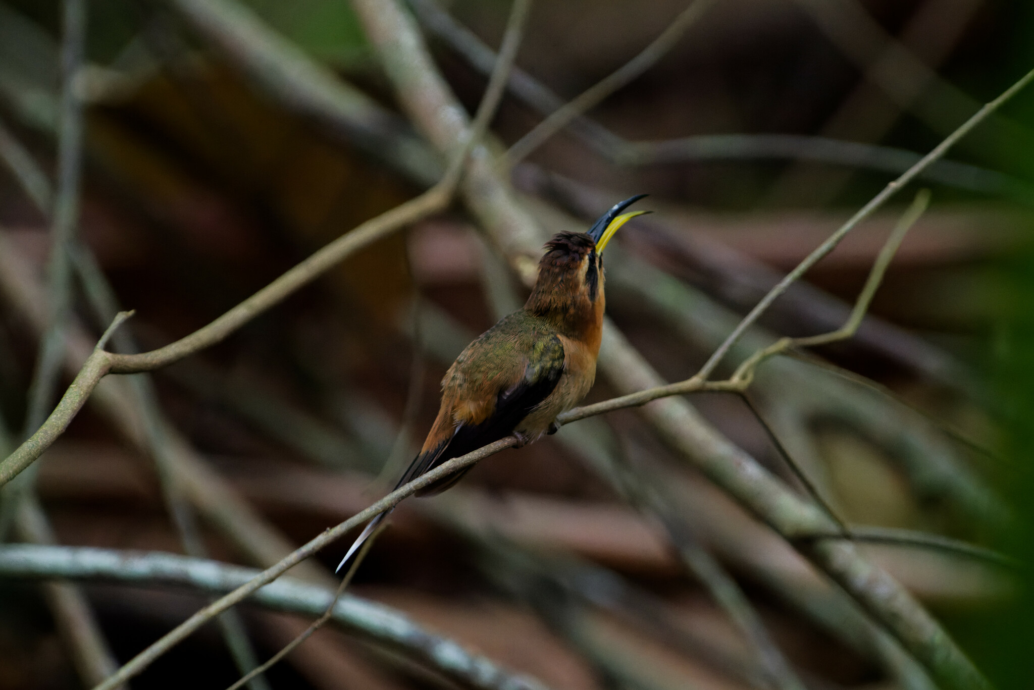 Little Hermit (Phaethornis longuemareus), photo 2
