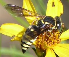 Bicyrtes insidiatrix