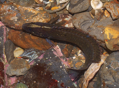 Acanthoclinus fuscus