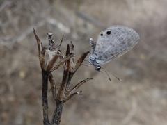Leptotes cassius cassidula