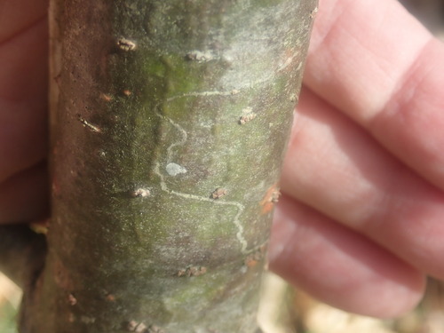 White Pine Barkminer Moth photo 5