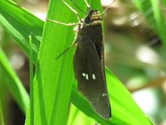 Oligoria maculata image