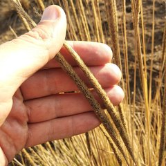 Muhlenbergia macroura