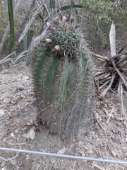 Ferocactus herrerae