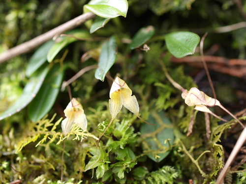 Masdevallia nidifica