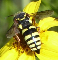 Bicyrtes insidiatrix