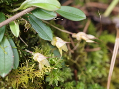 Masdevallia nidifica