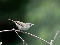 Gerygone magnirostris