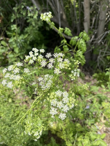 iNaturalist observation photo of Conium
