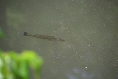 Micropterus salmoides