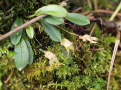 Masdevallia nidifica
