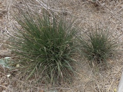 Scleria microcarpa