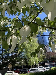 Davidia involucrata