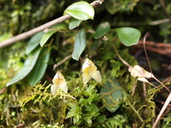 Masdevallia nidifica