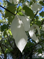 Davidia involucrata