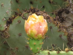 Opuntia × occidentalis