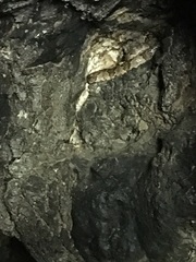 Trimorphodon biscutatus