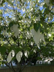 Davidia involucrata