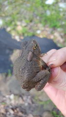 Anaxyrus americanus charlesmithi
