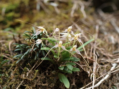 Masdevallia picturata