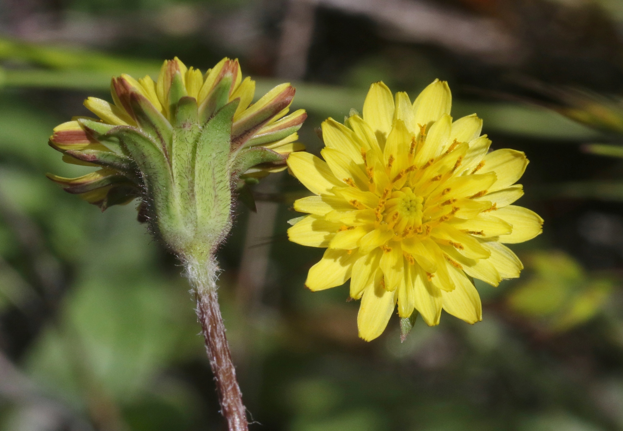 Agoseris heterophylla var. heterophylla