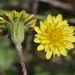 Agoseris heterophylla heterophylla - Photo (c) James Bailey, algunos derechos reservados (CC BY-NC), subido por James Bailey