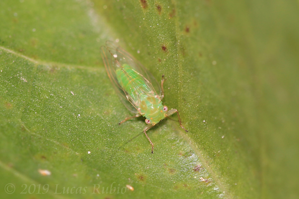Platycorypha erythrinae
