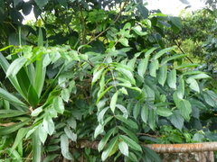 Toxicodendron striatum