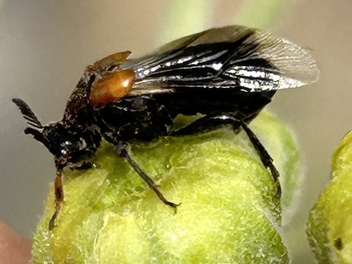 Ripiphorus sexdens