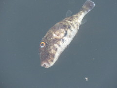 Sphoeroides lobatus