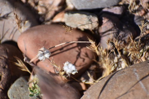 Image of Stylocline micropoides by no rights reserved