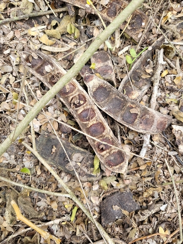 Image of Ebenopsis ebano by (c) Nicole, some rights reserved (CC BY)