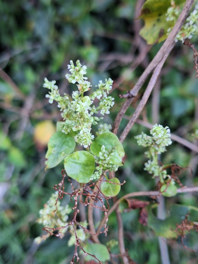 Pohuehue from Berhampore, Wellington 6023, New Zealand on April 28 ...