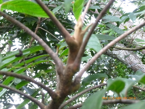 Image of Toxicodendron striatum by (c) Daniel A. Monsalve Ortiz, some rights reserved (CC BY)