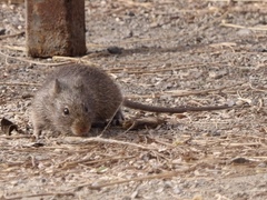 Sigmodon arizonae